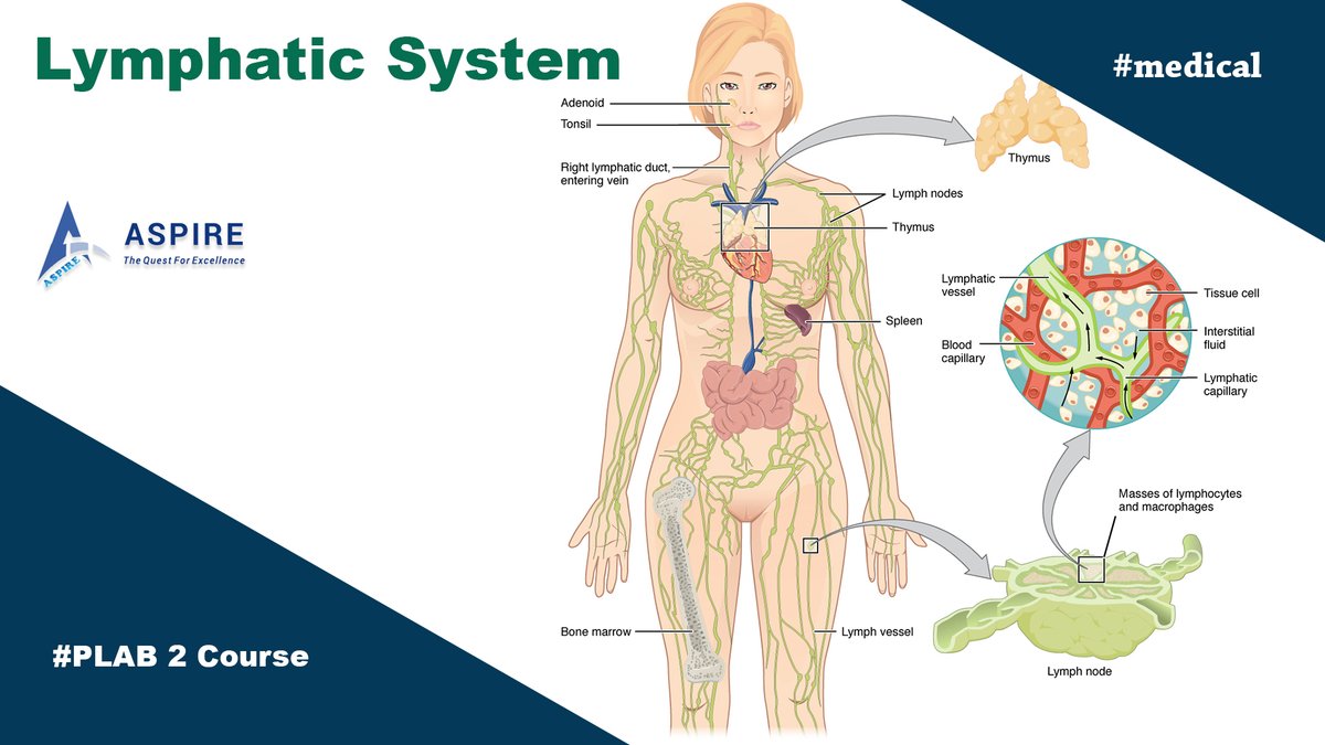 Aspire2plab's tweet photo. #plab1 #PLABonline #PLAB2 #PLAB2exam #PLABcourse #PLABtraining #aspire2plab #plab2inuk #plab2course #PLABexam #PLABexamination #PLAB2Preparation #doctor #medical #medicaleducation #GotAspirEd #Unscripted #abmacademy #drankurgarg #drnikhilrao #ankhil https://t.co/C4oG93yHXZ