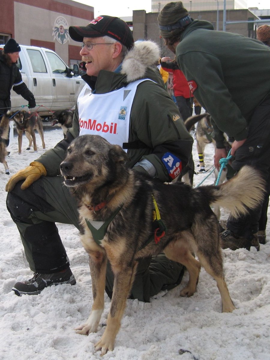 SledDogADay's tweet photo. Salem from Jeff King's @HuskyHomestead is the Sled Dog of the Day! This special lead dog won the Golden Harness award in 2005 when Jeff last won the Iditarod. He's also the grandfather of Zig and Ebb, which makes him the great-grandfather of many pups! Pic https://t.co/W4fI9E27lJ https://t.co/xLA0rVVQGa
