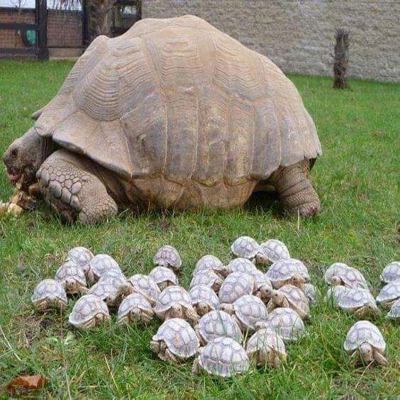 OrgPhysics's tweet photo. Beautiful family https://t.co/otZimkSJ4Z