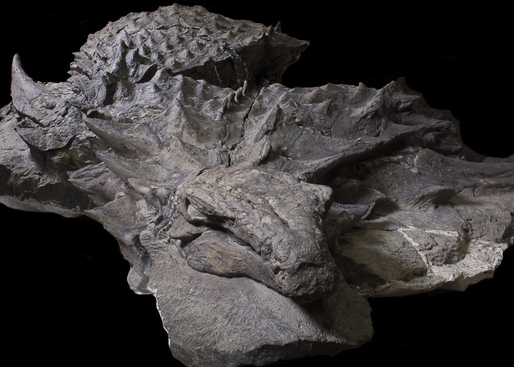 DarthRukkus's tweet photo. WOW WOW WOW WOW WOW WOW! An almost fully preserved Nodosaur Dinosaur was dug up. Its so preserved that they are saying it isnt a fossil, its a mummy. Still has skin, armor, internal organs &amp; still has detention. Looks like a goddamned dragon! https://t.co/i8QCsLzYRc
