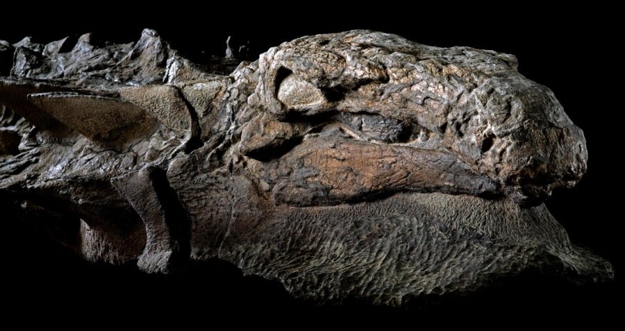 DarthRukkus's tweet photo. WOW WOW WOW WOW WOW WOW! An almost fully preserved Nodosaur Dinosaur was dug up. Its so preserved that they are saying it isnt a fossil, its a mummy. Still has skin, armor, internal organs &amp; still has detention. Looks like a goddamned dragon! https://t.co/i8QCsLzYRc