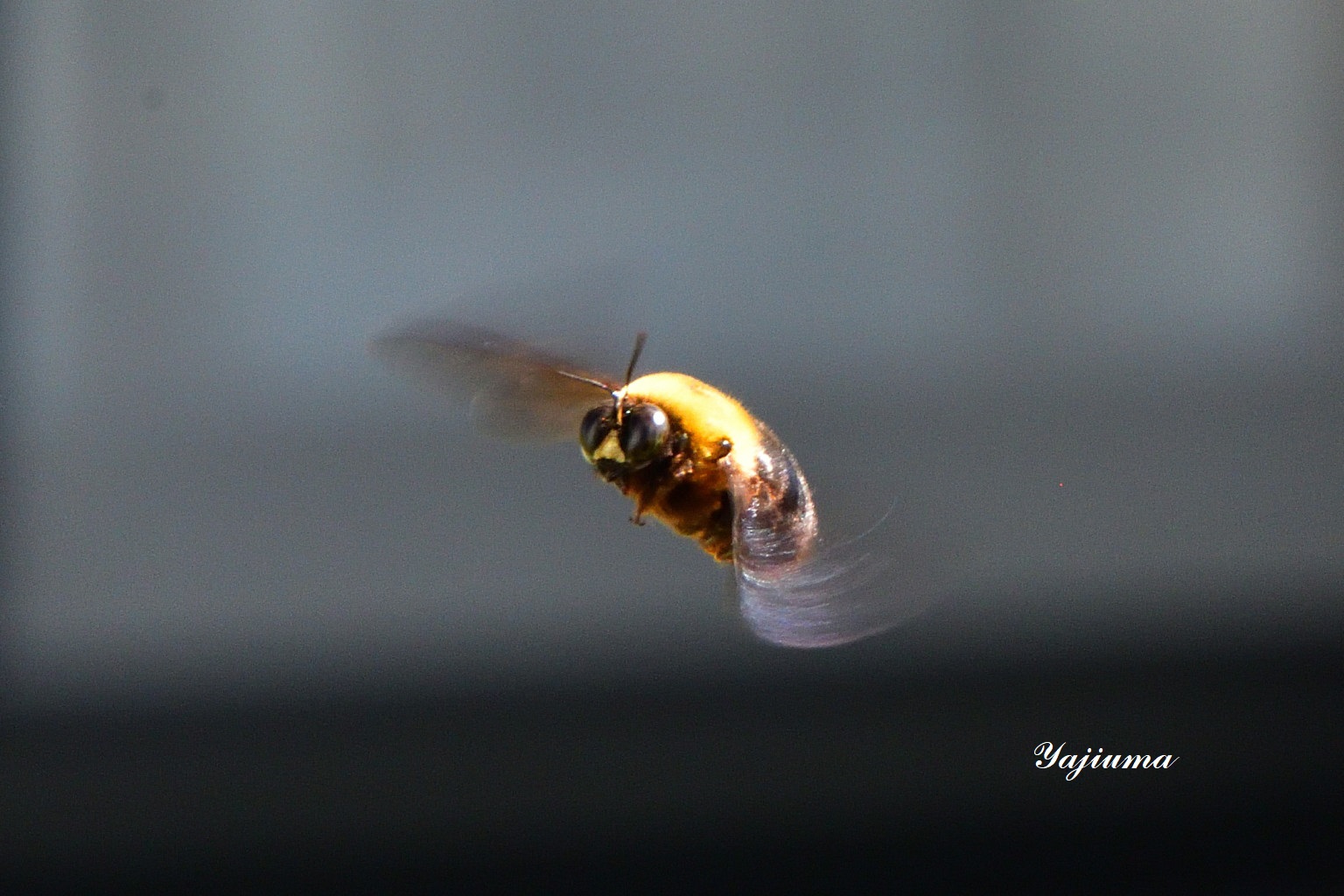 田神晋吾 クマバチ 熊蜂 ミツバチ科クマバチ属に属する昆虫の総称 一般に大型のハナバチで 約500種が数えられる 庭先でも番兵蜂 が縄張りを守り飛び続けて居る 家の出入りも庭の草むしりでも自分の家なのに毎回チックを受ける 番兵蜂の運命とは