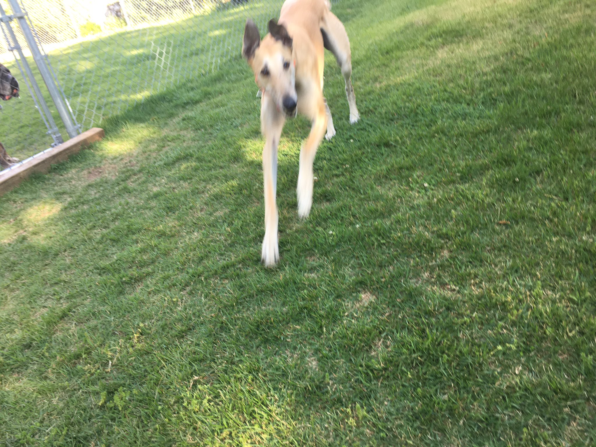 PoindexterPark on Twitter "Playful greyhounds are very hard to