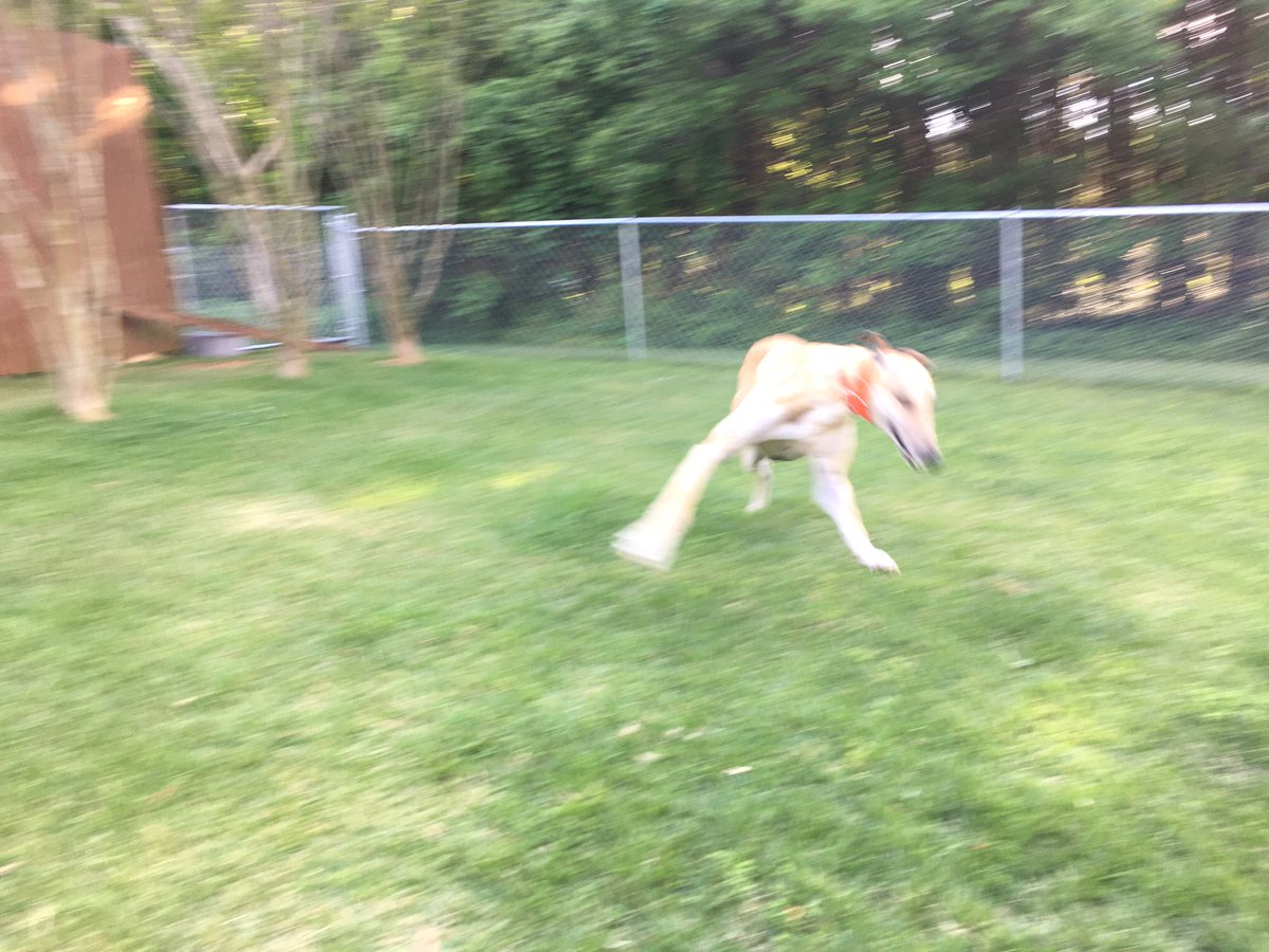 PoindexterPark's tweet photo. Playful greyhounds are very hard to photograph (and video)...
#dogshapedblur #staystill #oldiphonecamera #greyhound #playingdog #fastdog #runningdog #greyhoundsoftwitter #dogphotography #notaphotographer #allornothing #crazydog #playfuldog #jamesrivergreyhounds #greyhoundadoption https://t.co/nleP9d95vm