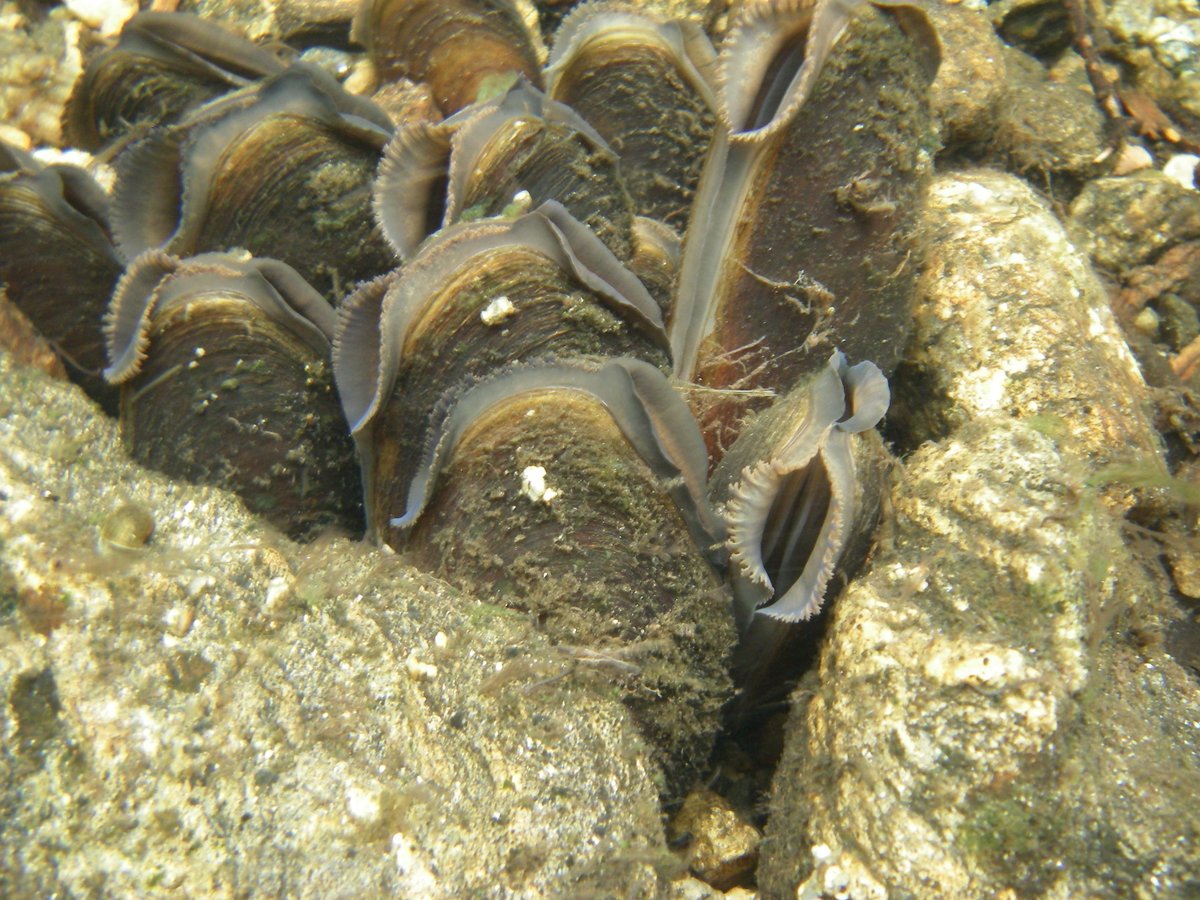 Also on the agenda for Friday's meeting of Cork Co. Council was the status of the freshwater pearl mussel (FPM) in the Munster Blackwater.1/25*Image from  https://en.wikipedia.org/wiki/Freshwater_pearl_mussel#/media/File:Group_of_Margaritifera_margaritifera.jpg, used under GNU Free Documentation License*