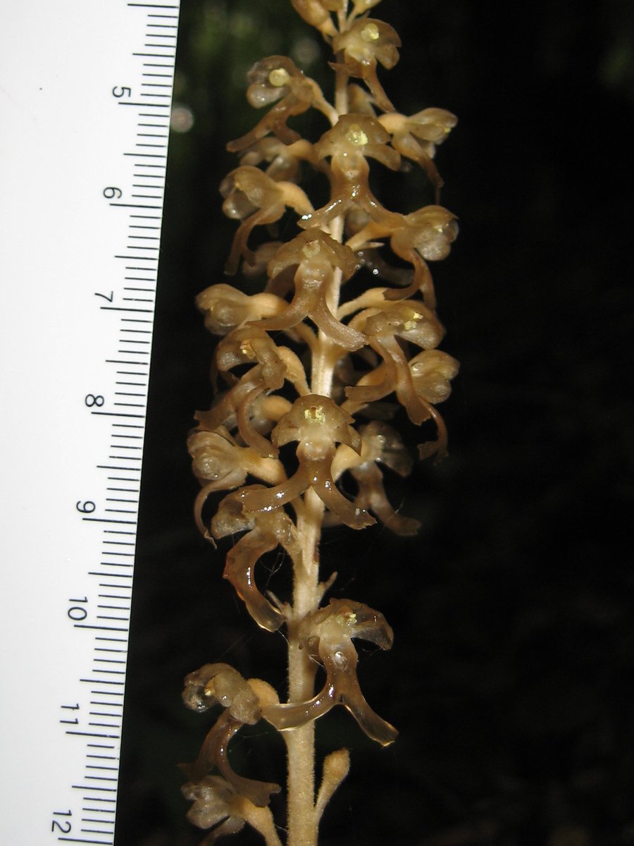 kenji_chinju's tweet photo. ブナ林の #サカネラン #Neottia papilligera。長いこと N. nidus-avis の変種とされてたやつ。
#orchid #mycotrophic https://t.co/K7zQlSERWi