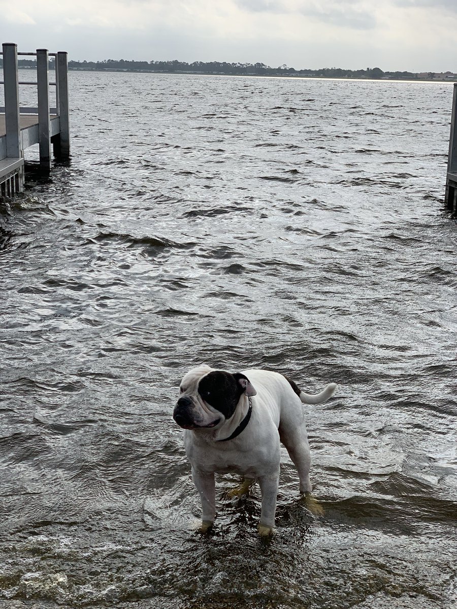 jt_ocd's tweet photo. @blckriflecoffee American Bulldog 🇺🇸 https://t.co/arkzaKMbQH
