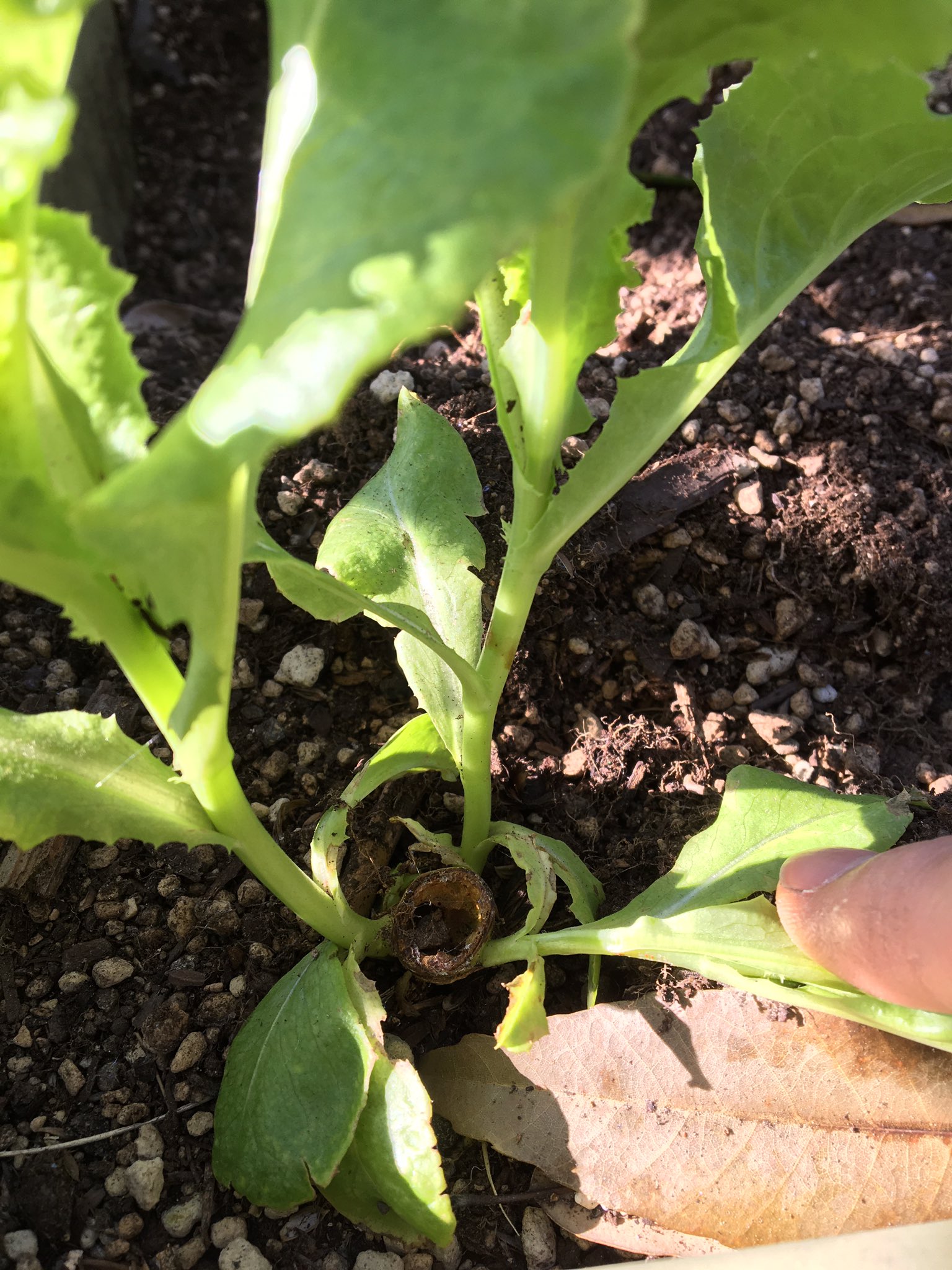 もと 株ごと収穫したサンチュから脇芽が 今から種まきするけどとりあえずこれを育ててみよう 家庭菜園 プランター栽培 サンチュ T Co Jeiyuwhvag Twitter