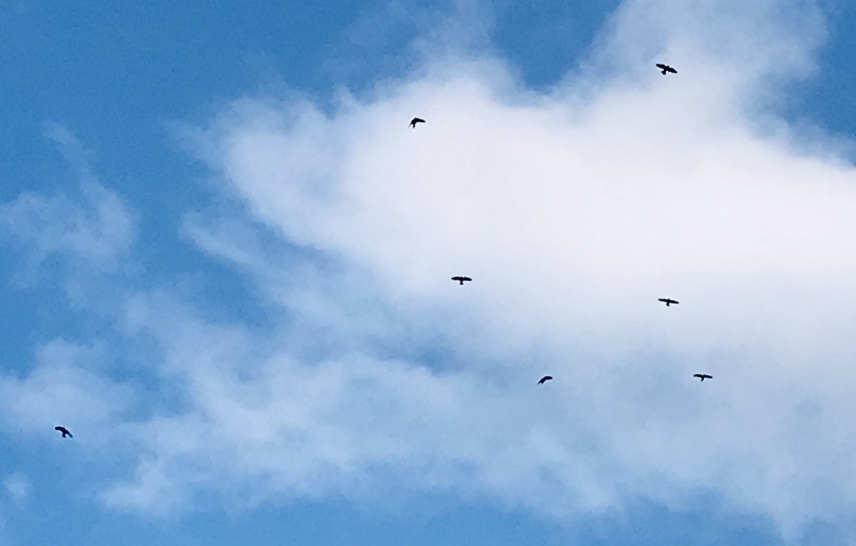 1000Rach's tweet photo. #OneADayPhoto #OneADayExercise #SocialDistancing #LockdownLife #sunshine #sunshine #clouds #exercise #walking #health #wellbeing #buckinghamshire #chilterns #chesham #birds 🦅 https://t.co/8Mtx2KqQnp