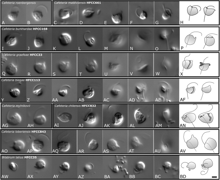 protistologists's tweet photo. Global comparison of bicosoecid Cafeteria-like #flagellates from the deep ocean and surface waters, with reorganization of the family #Cafeteriaceae: Alexandra Schoenle et al. https://t.co/TkSSL0Gah0 #protists https://t.co/5rm804nPeT