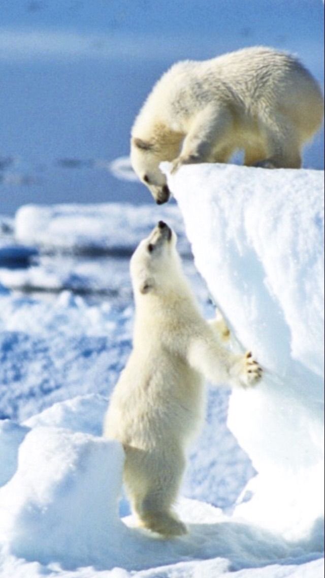 evelyn_m_k's tweet photo. Happy Weekend Pack โค๏ธ๐๐บ๐ป @Nokomaq @DianeRedelinghu @MiriBen2 @nkDarkDrgmailc1 @GichiGumee @hugwildlife @rotrujo @Graywolf080458 #SaveWolvesBears #BanTrophyHunting #AdoptaNoCompres #BanIditQuest ๐จ๐ฆ๐บ๐ธ #StaySafe #StayStrong https://t.co/fAxdaPSZtO