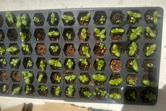 Checking in on my basil babies &amp; working on my green thumb. They're still alive, haven't killed them<a href="/tag/foodporn"class="tags"><span>#foodporn</span></a>