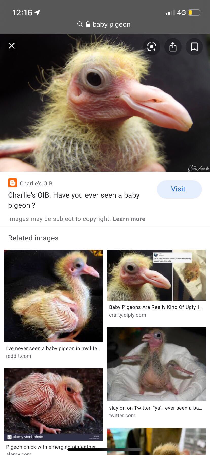 Abdi Tv Have You Ever Seen A Baby Pigeon Twitter