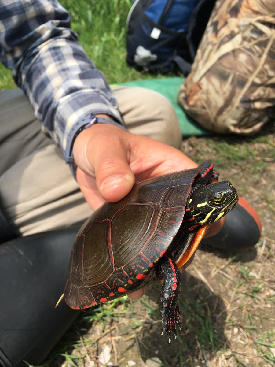 Christina_Davy's tweet photo. Happy #WorldTurtleDay!

I started working with sea turtles with @Archelon_stps in 2001, &amp; never looked back. 

I’m now the luckiest person on Earth studying freshwater 🐢 on the #WetlandsAndReptilesProject 😊

To all the wonderful turtles &amp; people I get to work with -  thank you. https://t.co/4dYperyocW