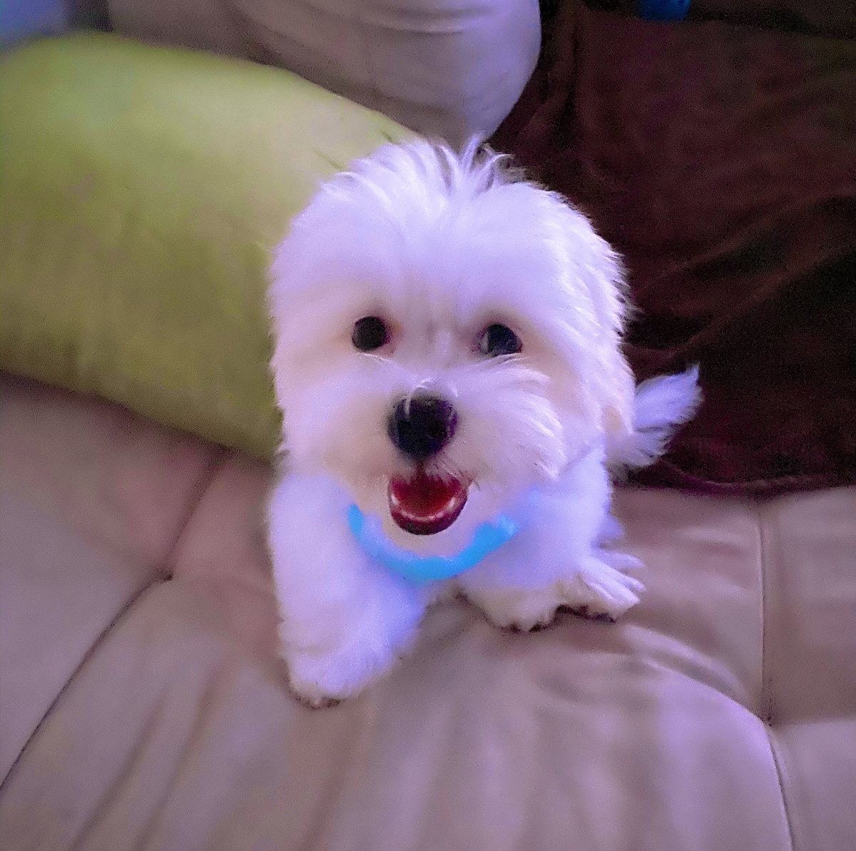 PsicologaLopez's tweet photo. Mamá me llevó al grooming hoy y quede asicalaito para todas las babys 😂🤣 tan hermoso mi bebeeeee 🐶♥️♥️♥️♥️♥️♥️ #ElPrincipeDeLaCasa 🐶👑 #BebeDeMami #Maltés #Cameo 🥰😘😘 https://t.co/JcKQKhaLjJ