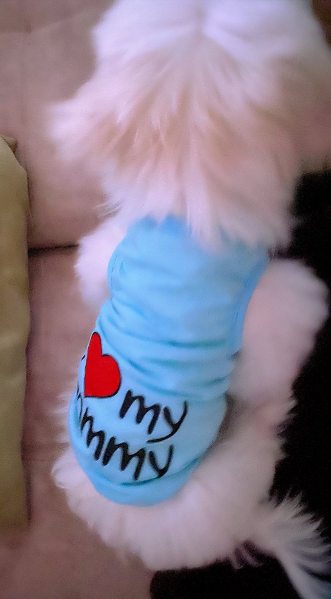 PsicologaLopez's tweet photo. Mamá me llevó al grooming hoy y quede asicalaito para todas las babys 😂🤣 tan hermoso mi bebeeeee 🐶♥️♥️♥️♥️♥️♥️ #ElPrincipeDeLaCasa 🐶👑 #BebeDeMami #Maltés #Cameo 🥰😘😘 https://t.co/JcKQKhaLjJ