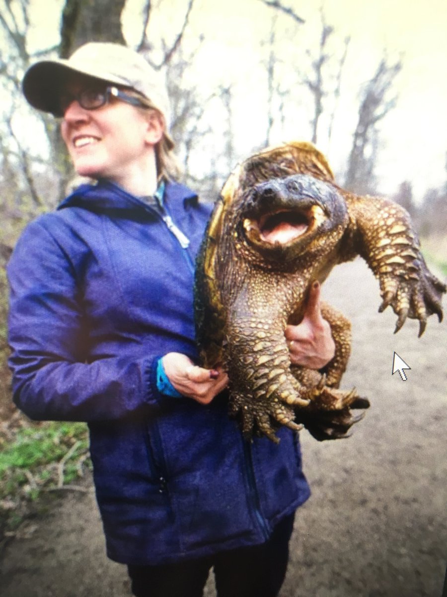 Christina_Davy's tweet photo. Happy #WorldTurtleDay!

I started working with sea turtles with @Archelon_stps in 2001, &amp; never looked back. 

I’m now the luckiest person on Earth studying freshwater 🐢 on the #WetlandsAndReptilesProject 😊

To all the wonderful turtles &amp; people I get to work with -  thank you. https://t.co/4dYperyocW
