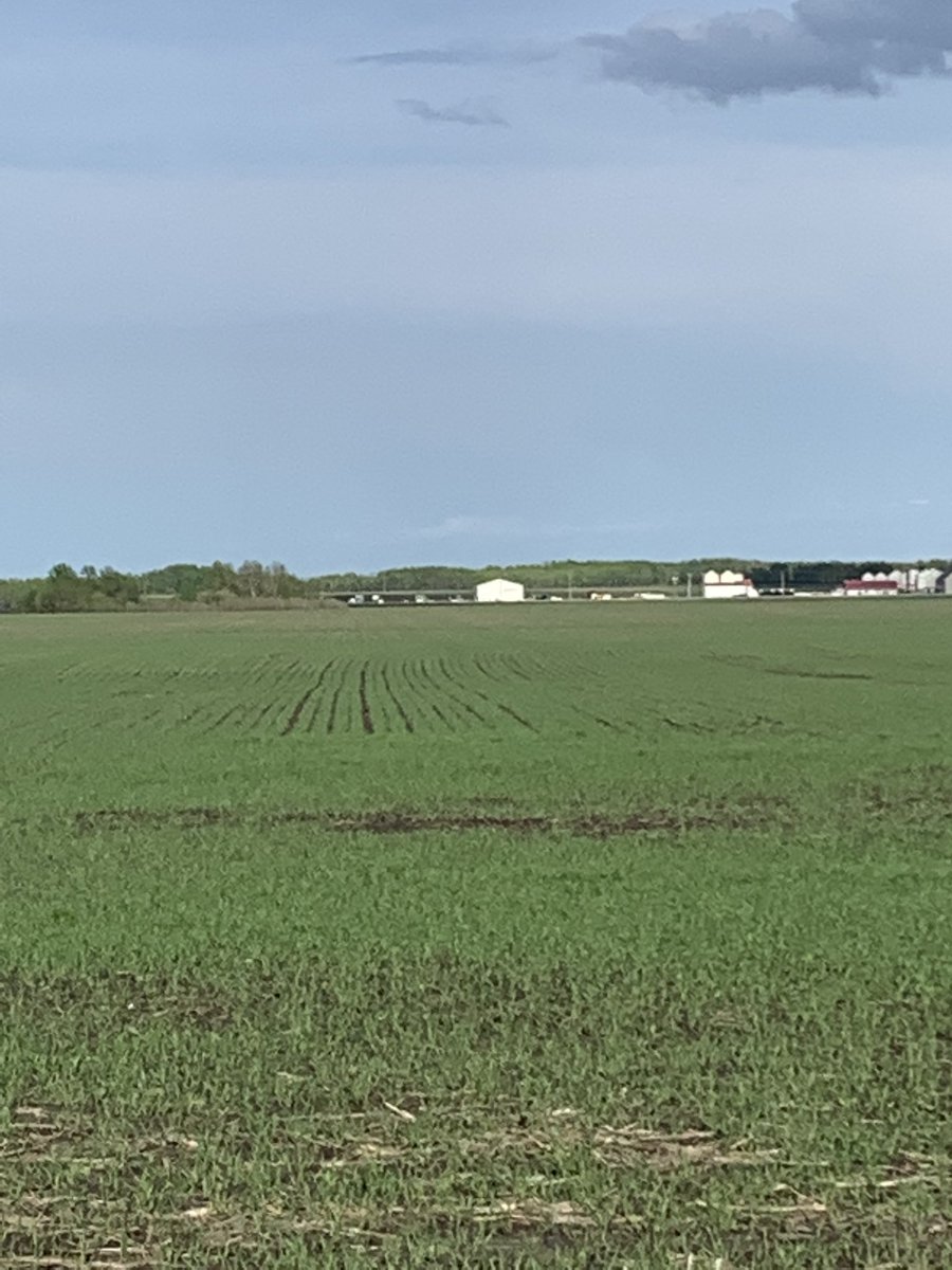 rpbrunel's tweet photo. #Cardale #cwrs #wheat looking good after the 1” of #rain last night. https://t.co/Yy8kP1UCBZ