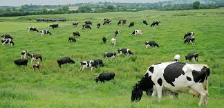 DietHeartNews's tweet photo. NY Times: "We cannot claim to care about humane treatment of animals while continuing to eat meat regularly..." 

Really? Removing pastured animals is Humane? So Big Ag can plow, plant &amp; spray your chickpeas &amp; GMO soybeans? No - won't happen... ever! https://t.co/SDg1frD7Ll
