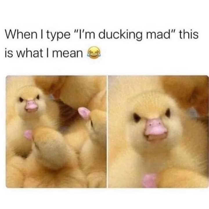 Theresa Cannizzaro tweet media