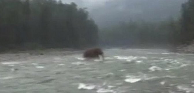 CryptidDaily's tweet image. 5/23/2020: Many speculate that some creatures thought to be extinct still live today in remote places. Could woolly mammoths still be roaming the Siberian wilderness?