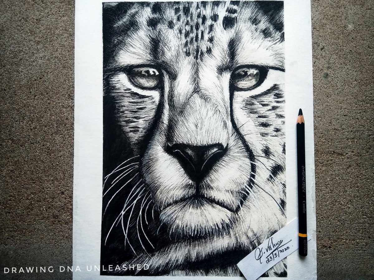 Hyper-Realistic Wildlife | Realistic animal drawings, Animal drawings, Cheetah  drawing