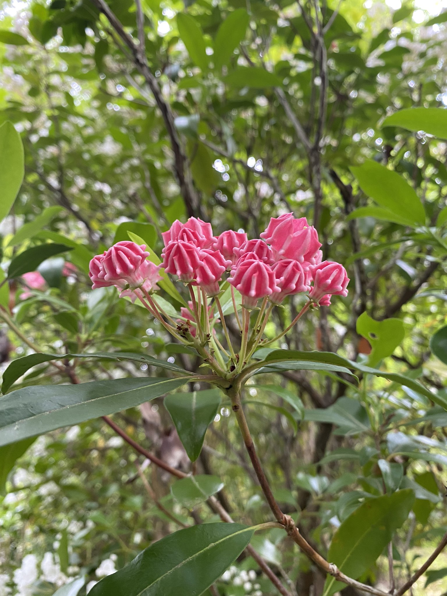 تويتر 久安寺 على تويتر 久安寺です カルミアが綺麗ですよ 散りゆく芍薬 カルミアmountain Laurel ツツジ目ツツジ科カルミア属 参道地蔵南側 5月中旬 花言葉 優美な女性 久安寺 大阪池田 池田市 高野山真言宗 真言宗 花の寺 関西花の寺 関西花の寺二