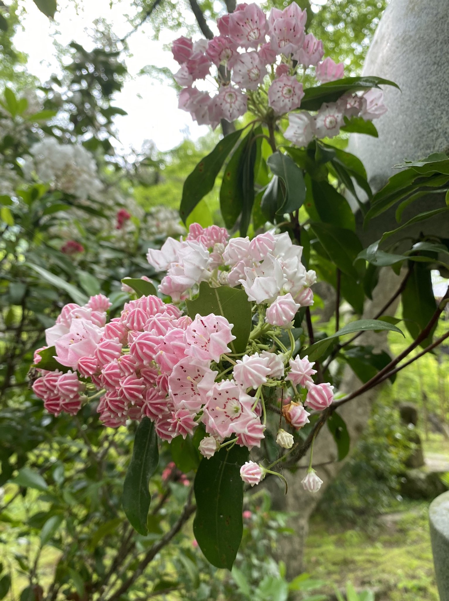 تويتر 久安寺 على تويتر 久安寺です カルミアが綺麗ですよ 散りゆく芍薬 カルミアmountain Laurel ツツジ目ツツジ科カルミア属 参道地蔵南側 5月中旬 花言葉 優美な女性 久安寺 大阪池田 池田市 高野山真言宗 真言宗 花の寺 関西花の寺 関西花の寺二