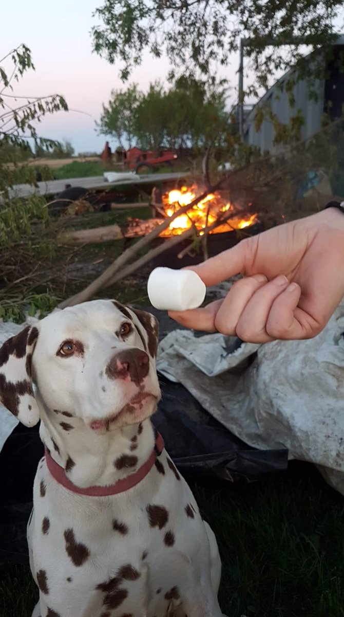 ayrporte's tweet photo. #sunset
#relax
#fire
#dalamation https://t.co/rmHKBPKYW0