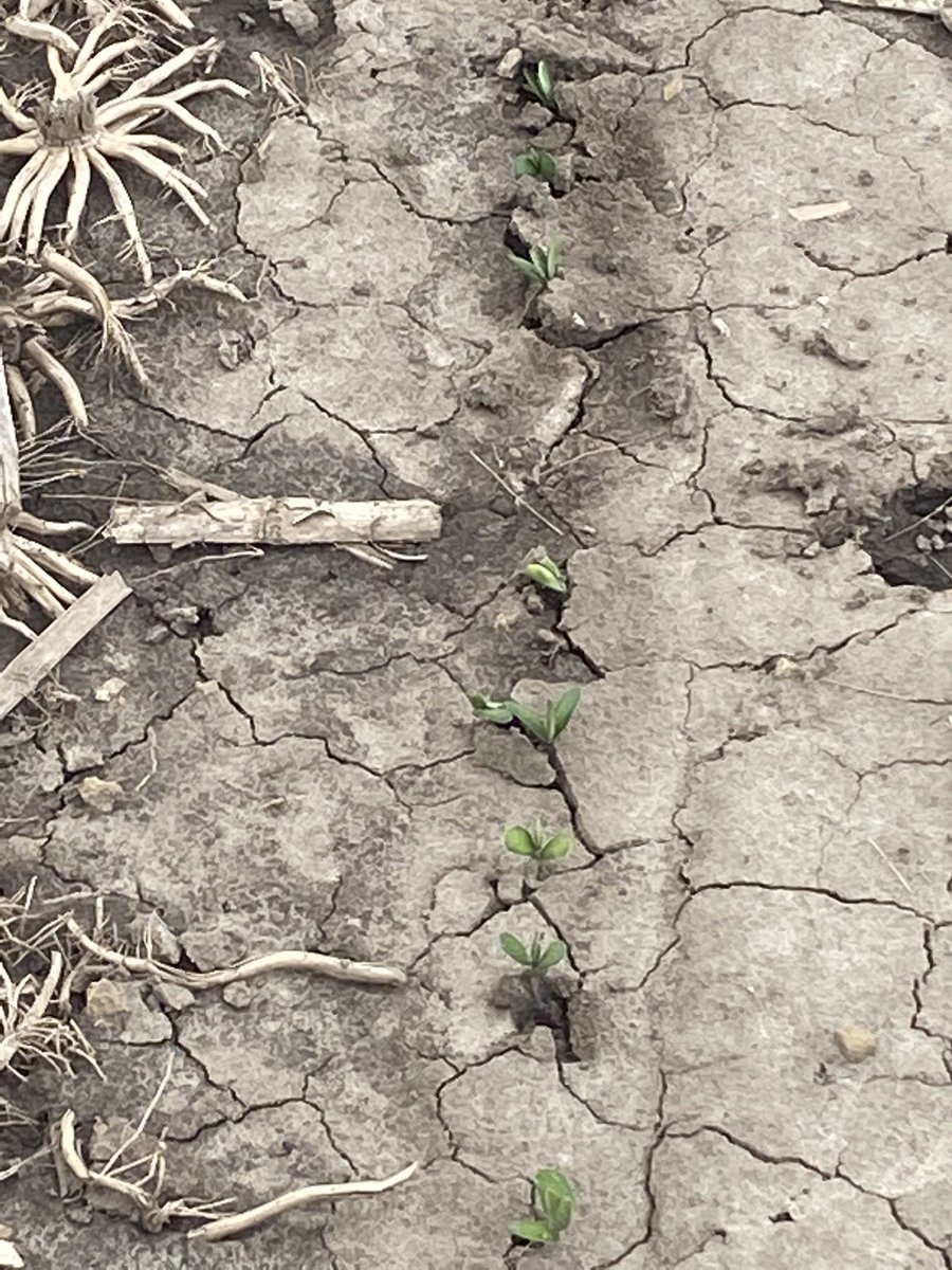 fullbins's tweet image. Soybeans planted April 28 finally pushing threw
