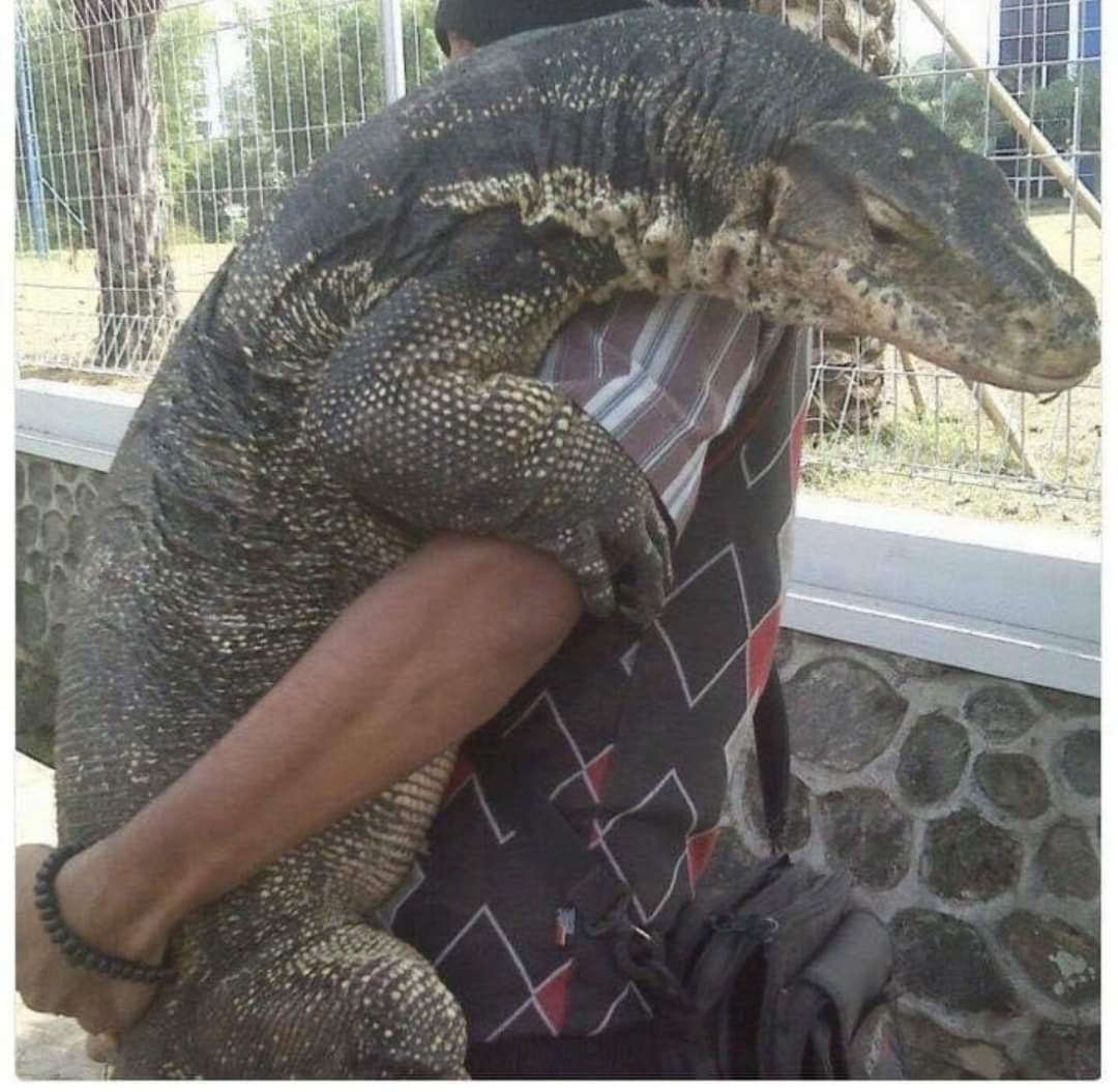 El_puto_Franz's tweet photo. -Y no preferirías ir andando?
-No, así voy Komodo
(Badum Tss)🙃 https://t.co/YDGwLjBj2Y
