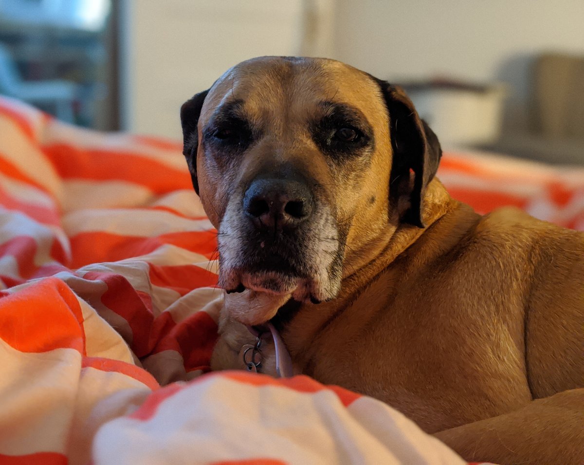 SukieTweets's tweet photo. Why is I awake?

Better be walkies time. https://t.co/1oW4y8Rc8M