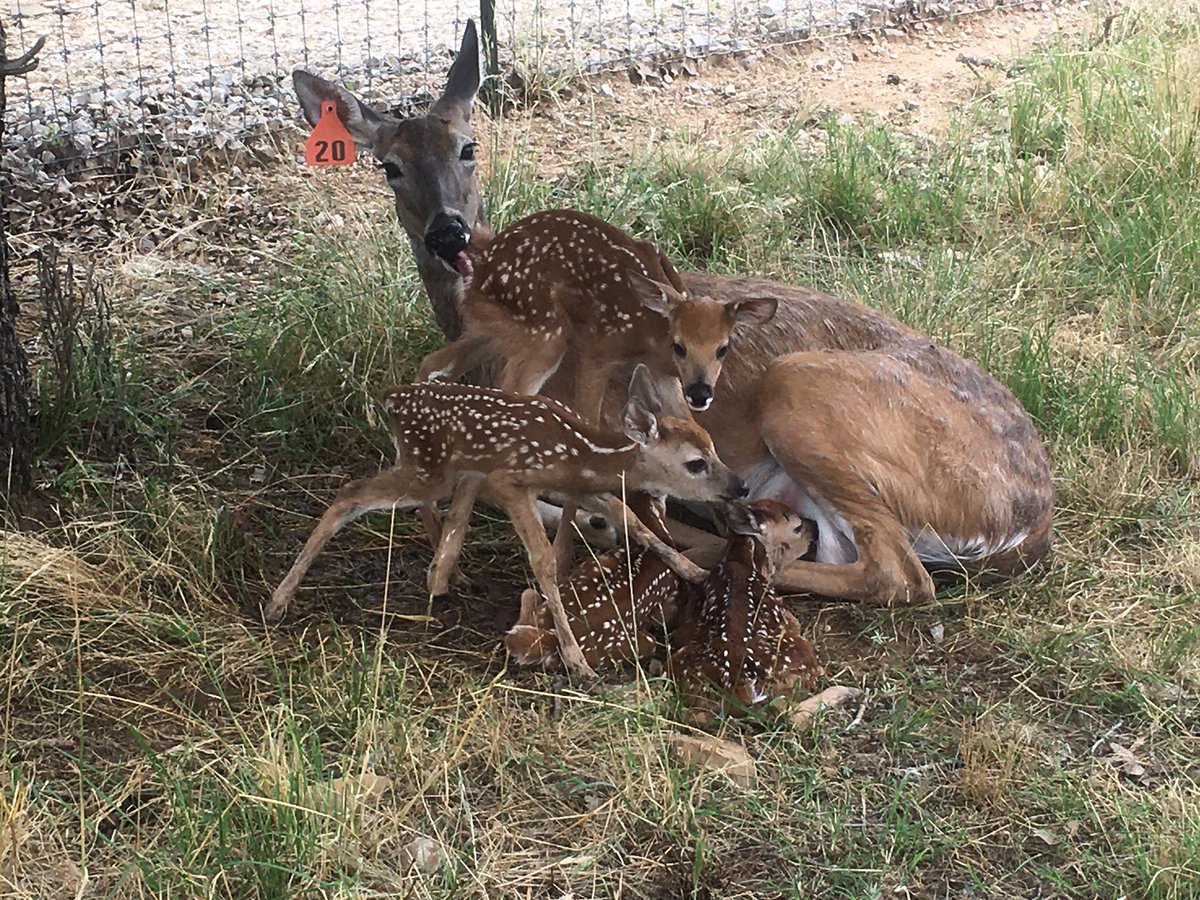 LaRocaRange's tweet photo. Tennessee is such a good mama! #whitetail #deer #does #fawns #ranchlife https://t.co/rEf1aiXiV1