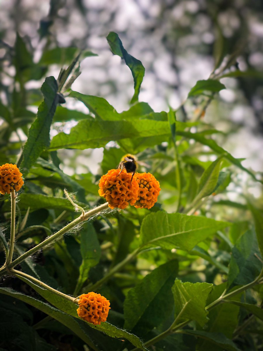 Shot on my iPhone X #QuarantinePhotography #Covid19