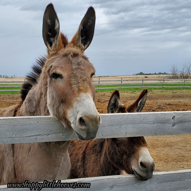 HoovesHappy's tweet photo. There is just a little size difference between Jackie and Puddy. #happylittlehooves #applejackthedonkey #chocolatepuddin #donkeys #donkey #longears #bestfriends #bondedmates https://t.co/SOGSUBygdh