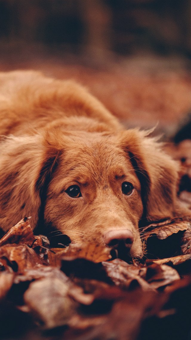 goldenwallp's tweet photo. #wallpaperhd #Wallpapers #wallpaper #WallpaperThread #hd #4k #wallpapertime #dog #dogs #pets #DogsofTwittter #photo #photography #legomasters https://t.co/py5z78ujl1