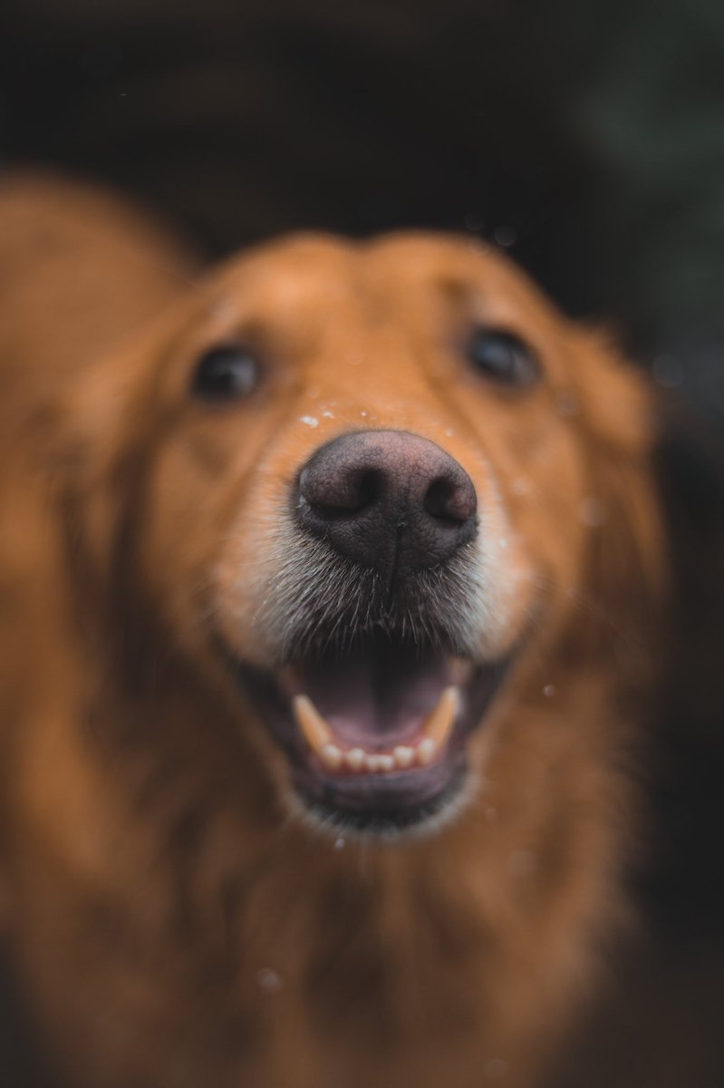 goldenwallp's tweet photo. #wallpaperhd #Wallpapers #wallpaper #WallpaperThread #hd #4k #wallpapertime #dog #dogs #pets #DogsofTwittter #photo #photography #legomasters https://t.co/py5z78ujl1