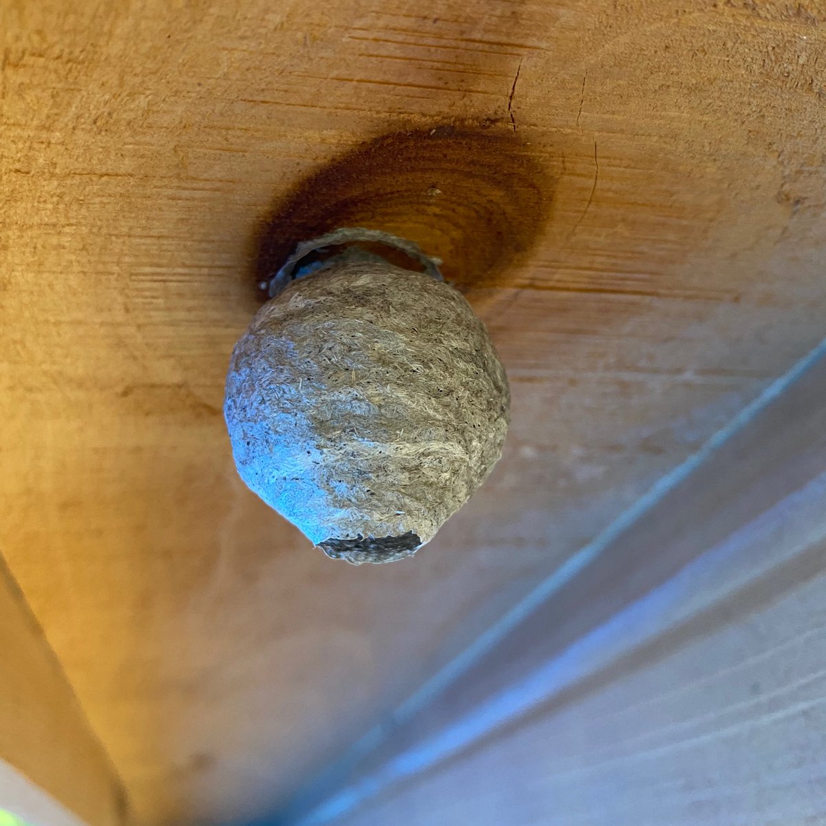 Yellowjackets can build aerial nests, underground nests or find a place indoors through a hole in the wall. They have multiple-tiers surrounded in a paper envelope (also made from pulp from weathered wood, lumber, mulch, etc).