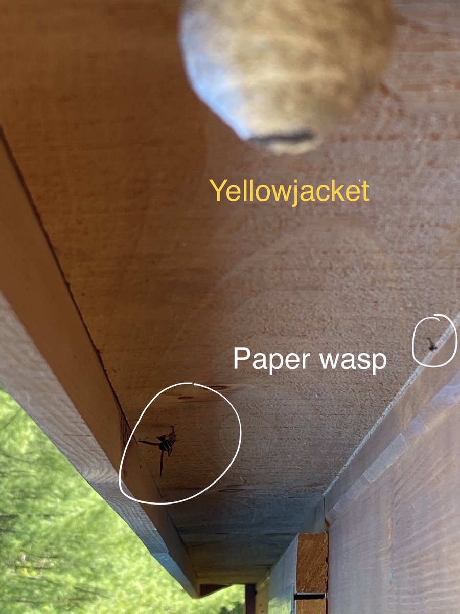 My sister in Ontario, Canada sent picture of a paper wasp constructing nest under the same overhang as a yellowjacket. She said she’s never seen so many of each type of wasps before at home & at weekend bunkie. It was a mild winter & nice transition into spring  #wasps