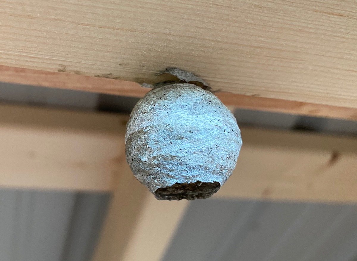 Yellowjackets can build aerial nests, underground nests or find a place indoors through a hole in the wall. They have multiple-tiers surrounded in a paper envelope (also made from pulp from weathered wood, lumber, mulch, etc).