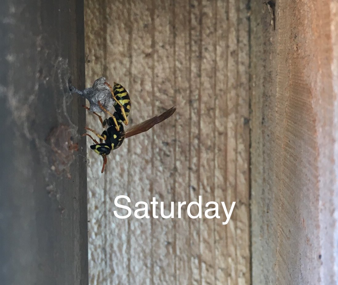 I like wasps but in places where we spend a lot of time, a wasp nest that will only become more populated will not be good. For paper wasps, I find the fmeailenwill always come back to rebuild in the same location, so I knock down her nest weekly.