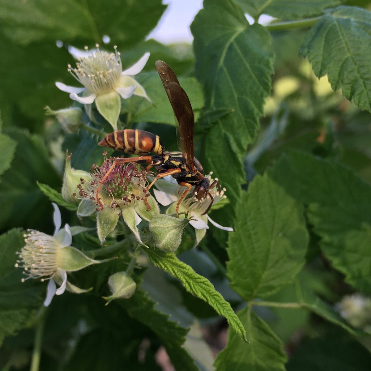 Adult wasps may be seen feeding on flowers like bees. Yellowjackets are also scavengers of meats and sweets later in the season.