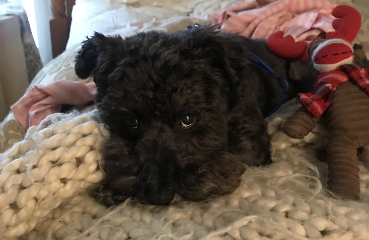 XXXAmberLynns's tweet photo. #MrMighty putting on his cute face for you https://t.co/x0gDqCFfyq