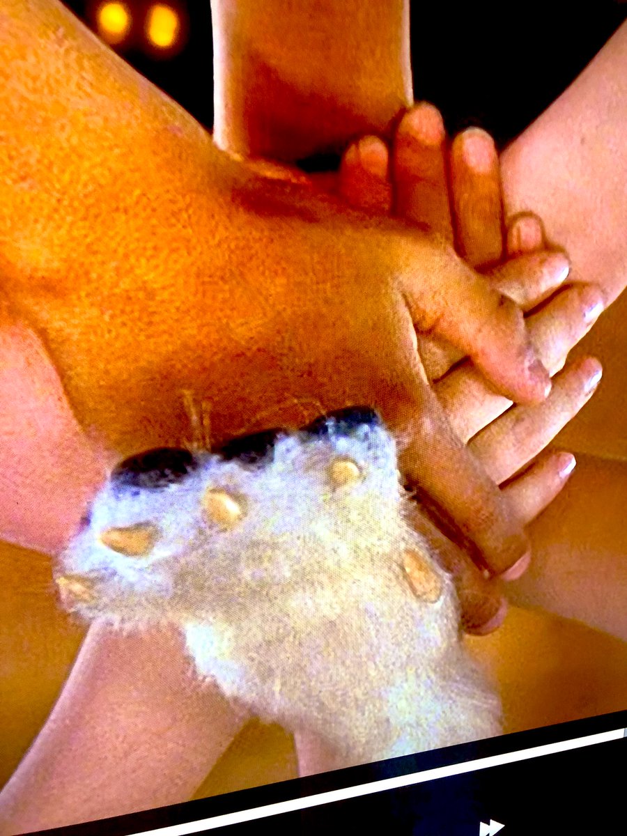 dangotoole's tweet photo. Watching Air Bud for the first time, and I need to talk to the person who decided to use this paw in a shot. Like WTH. https://t.co/iggKjq8wjk