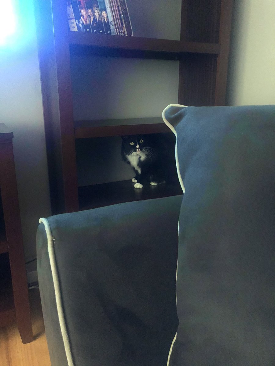 BrittLo_0's tweet photo. Sooo when I got home from work this morning I couldn’t find my cat....
#thisbitch
#foranhour
#sattherewatchingme
#psstpsstpsst
😑 https://t.co/BYSVDhogzX
