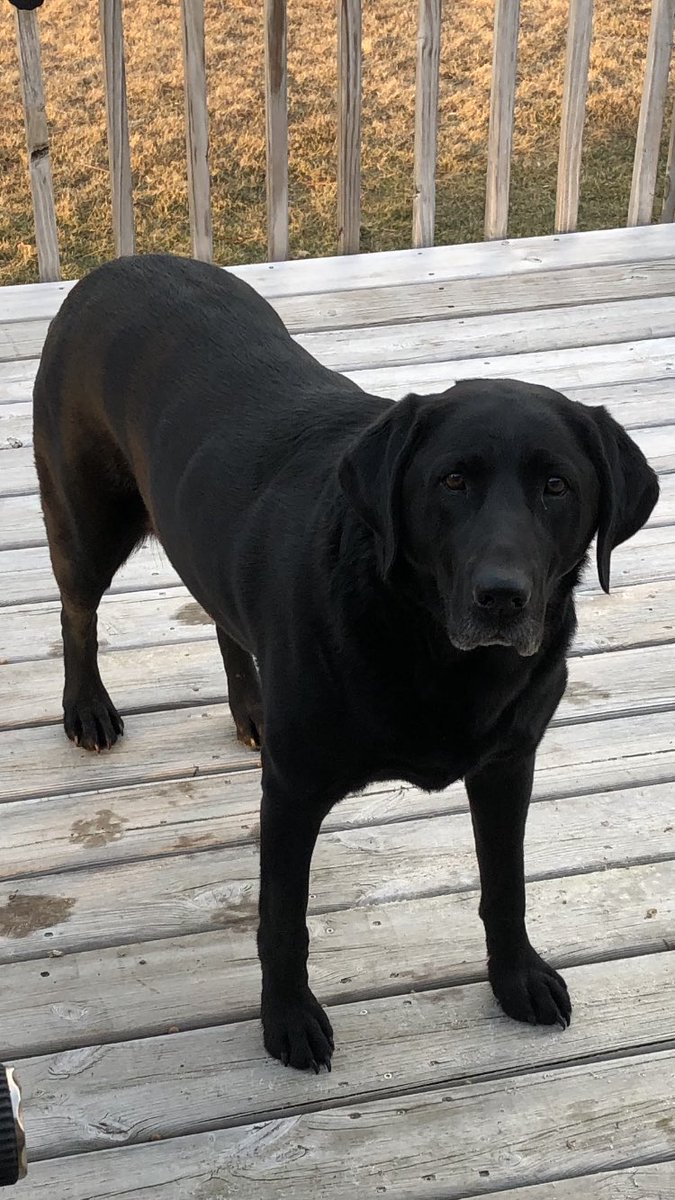 scottmeyer8's tweet image. ⁦@TheReverendFowl⁩ my lab, my shadow, injured her back leg badly, I took her up to the vet in Minnesota that has ofa’d my dogs and sure enough torn ACL. We got a long road ahead after surgery so I’m really grumpy. We’re both getting older so missing a season sucks.