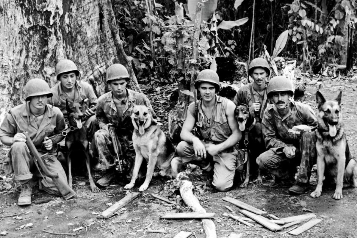  #MemorialDayWeekend  WWII - 600,000 served in the United States Marines - Including all major Pacific battles ~ 24,511 Marines paid the ultimate price.Marines employed dogs in combat - they called them  #DevilDogs - a name they had earned fighting Germans during WW1.
