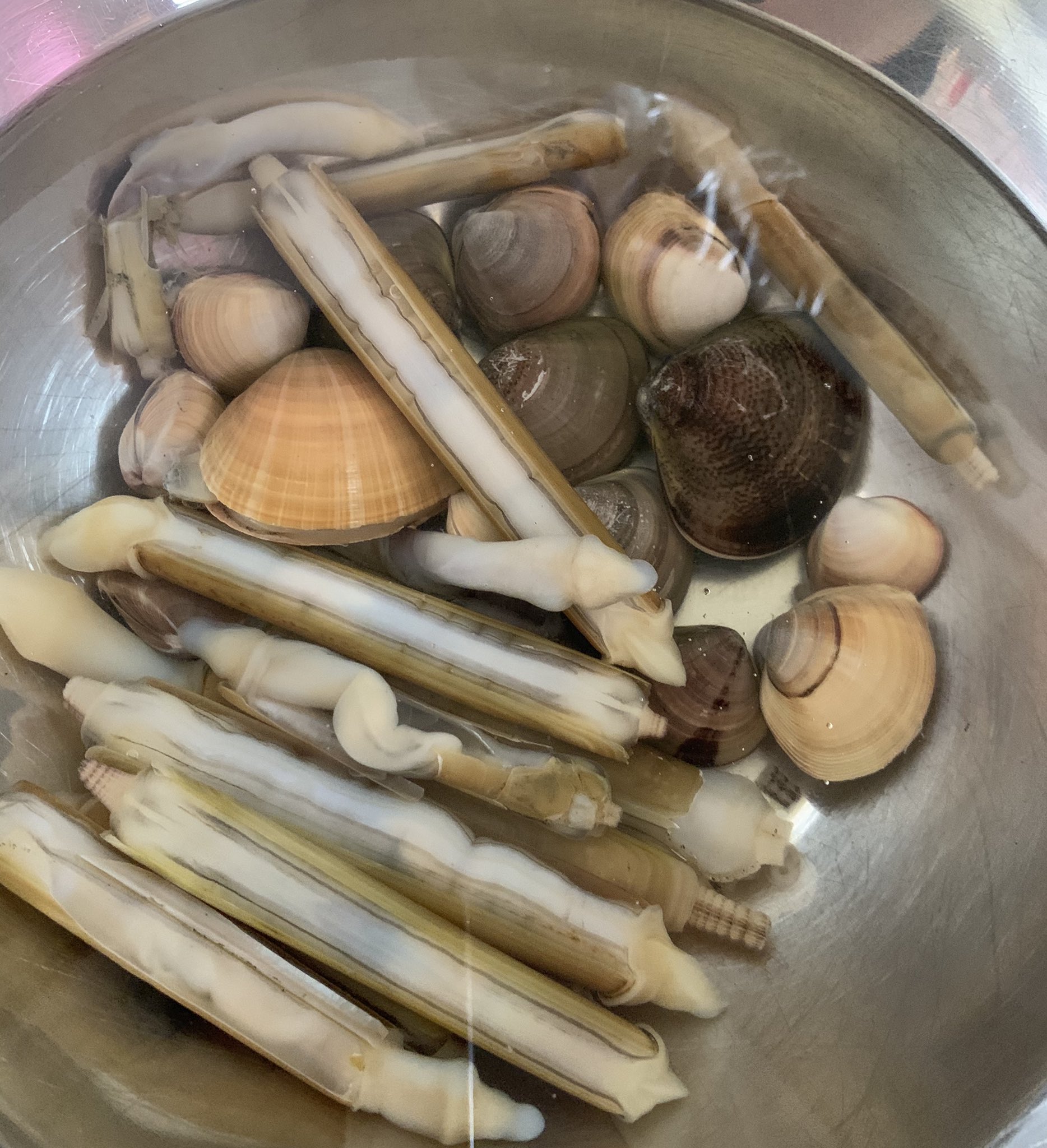 ハルヒᴶᴷ Mch Chou マテ貝貰ったけど 気 気持ち悪いっっ 美味しいらしいけど 気 気持ち悪いっっ T Co Vmi7hveab4 Twitter