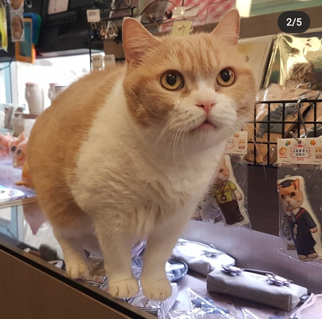 I'm hearing word from Hong Kong that Brother Cream the cat has unfortunately passed away. Instagram looks to confirm it. Cream is HK's most famous cat. One of Asia's most famous! Here's why...