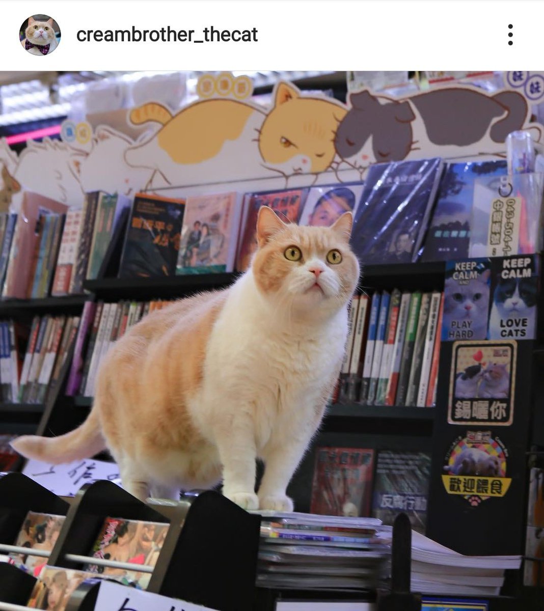 Cream spent most of his life sleeping at his owners store in Tsim Sha Tsui. A pretty normal store cat life. Sleeping away the day in the hk heat. That all changed in 2012. Cream was kidnapped...